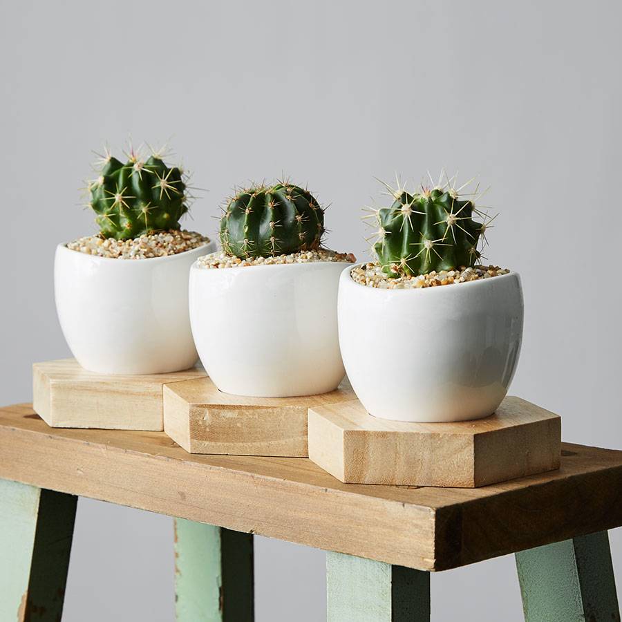 Mini Cactus Trio